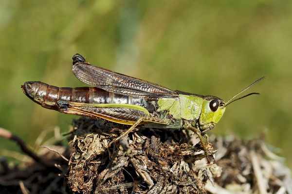 Gebirgsgrashüpfer, Weibchen (Stauroderus scalaris), 2. Foto * - Criquet jacasseur, une femelle.
