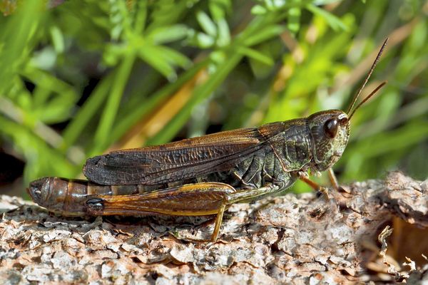 Gebirgsgrashüpfer, Weibchen (Stauroderus scalaris)* - Criquet jacasseur, une femelle.