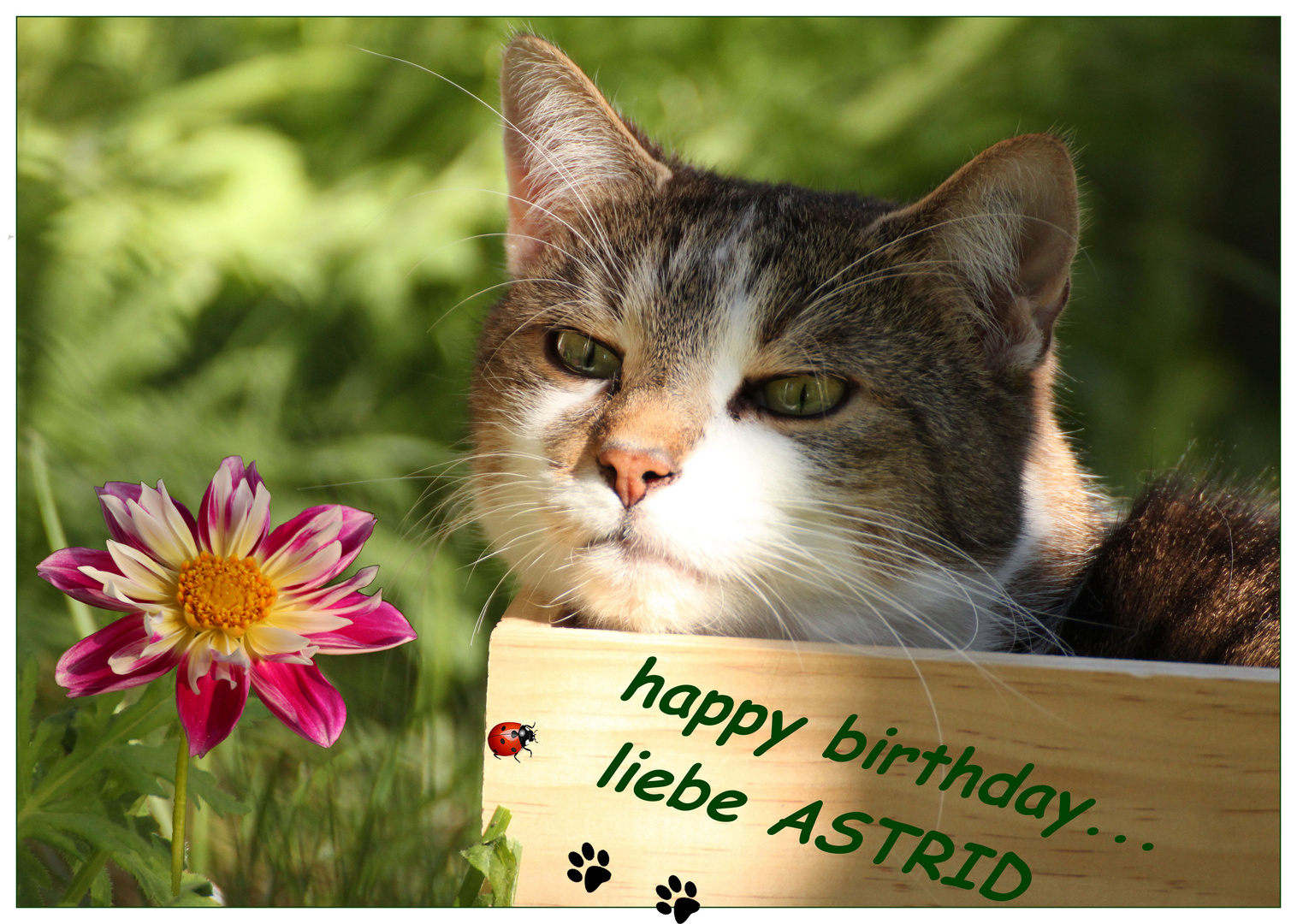 Geburtstagsgrüße für Astrid... Foto & Bild gratulation und feiertage, geburtstag, karten