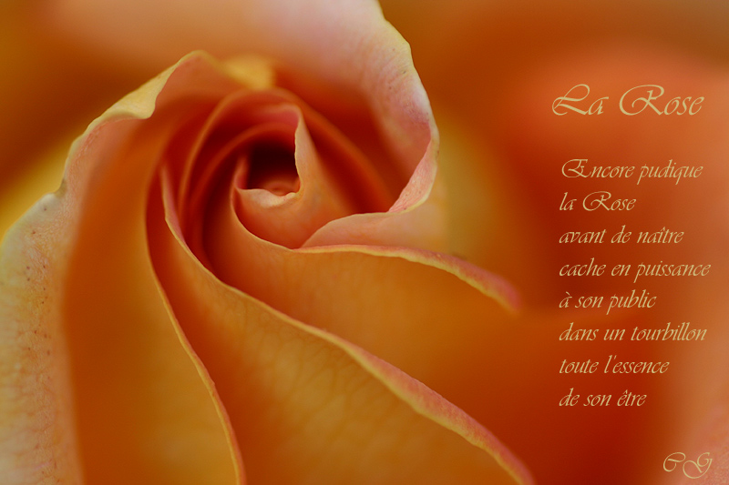 Gedicht einer Rose Foto & Bild pflanzen, pilze & flechten, blüten & kleinpflanzen, rosen