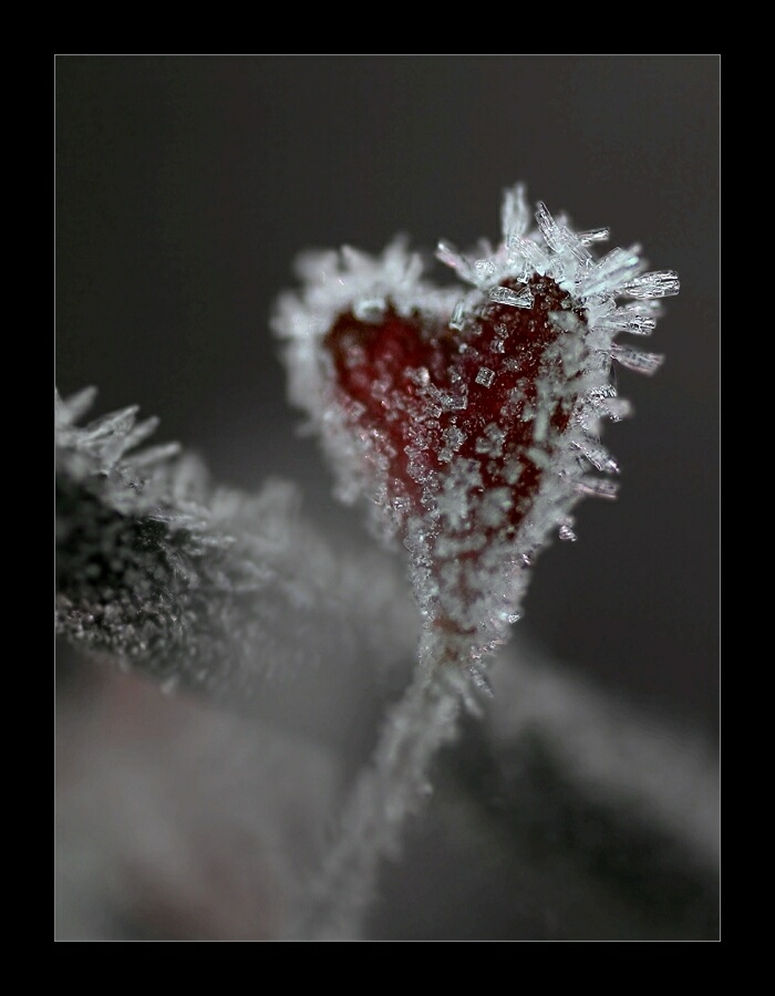 Gefrorenes Herz Foto & Bild sonstiges, wasser im detail, natur Bilder