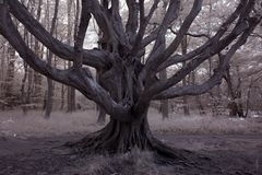 Geheimnisvoller Baum