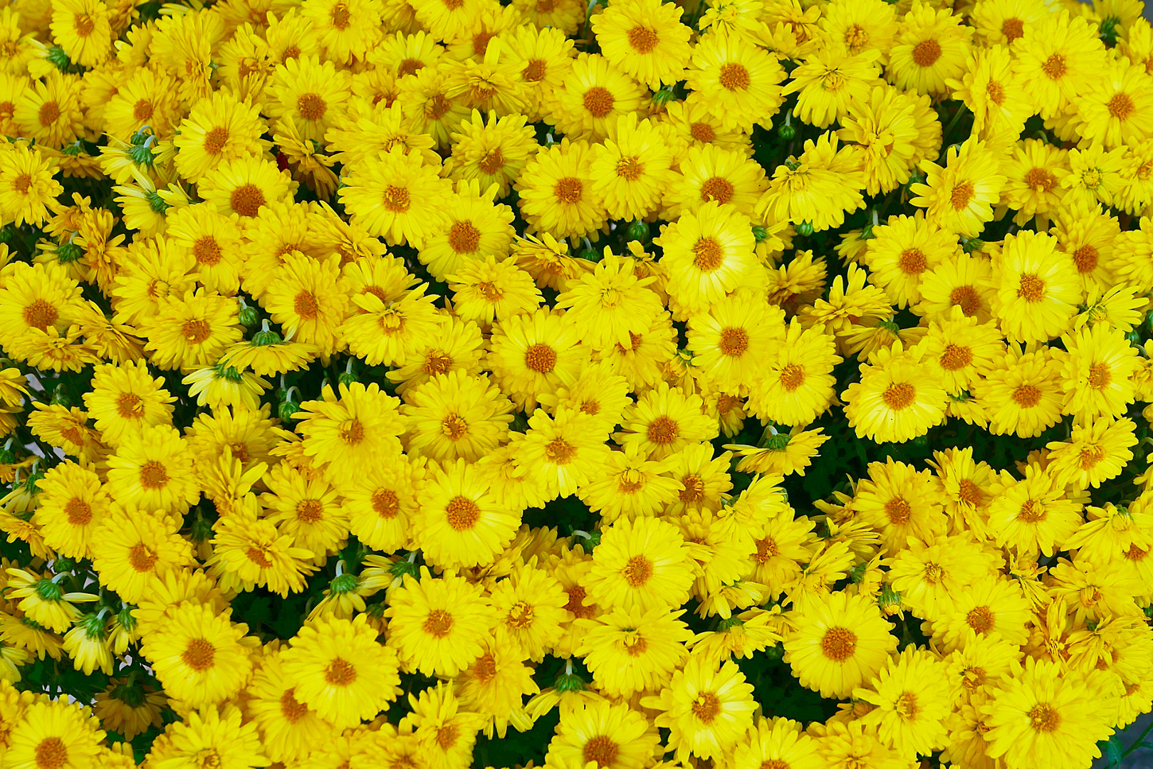 gelbe Astern 07 Foto & Bild blumenmakros, blumen, blüten Bilder auf