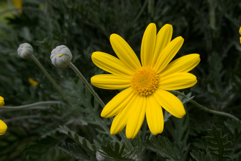 Gelbe Margerite Foto & Bild pflanzen, pilze & flechten, blüten