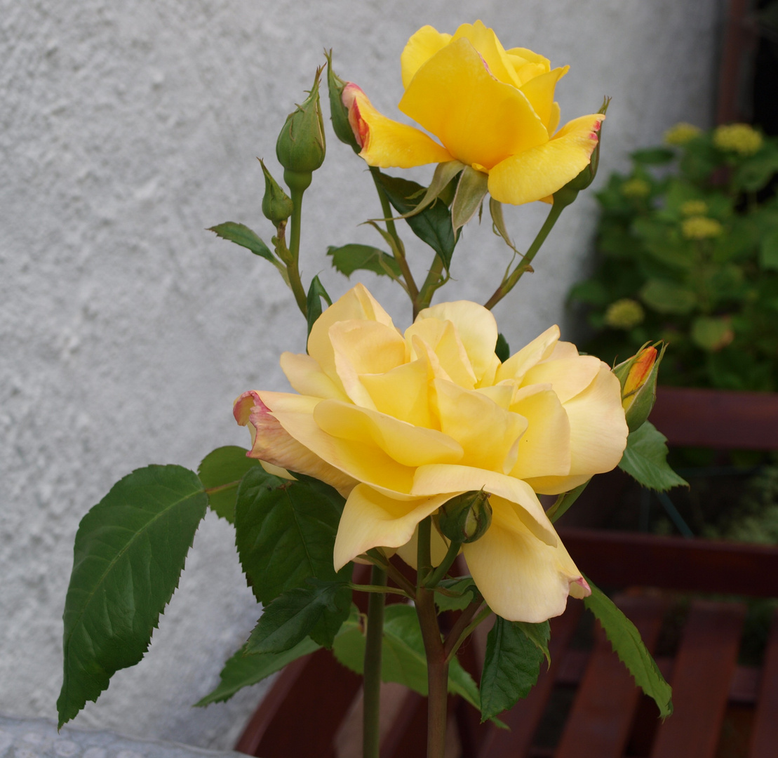 Gelbe Rosen Foto & Bild pflanzen, pilze & flechten, blüten & kleinpflanzen, rosen Bilder auf Gelbe Rosen Foto & Bild pflanzen, pilze & flechten, blüten & kleinpflanzen, rosen Bilder auf