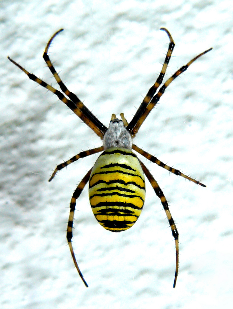 Gelbe Spinne Gelbe Spinne
