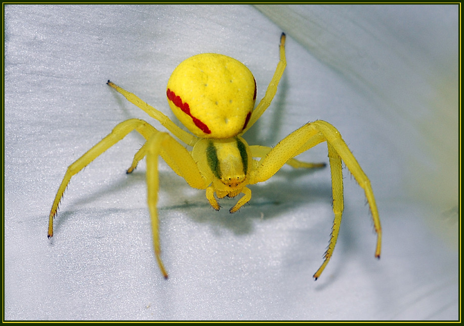 Gelbe Spinne Gelbe Spinne