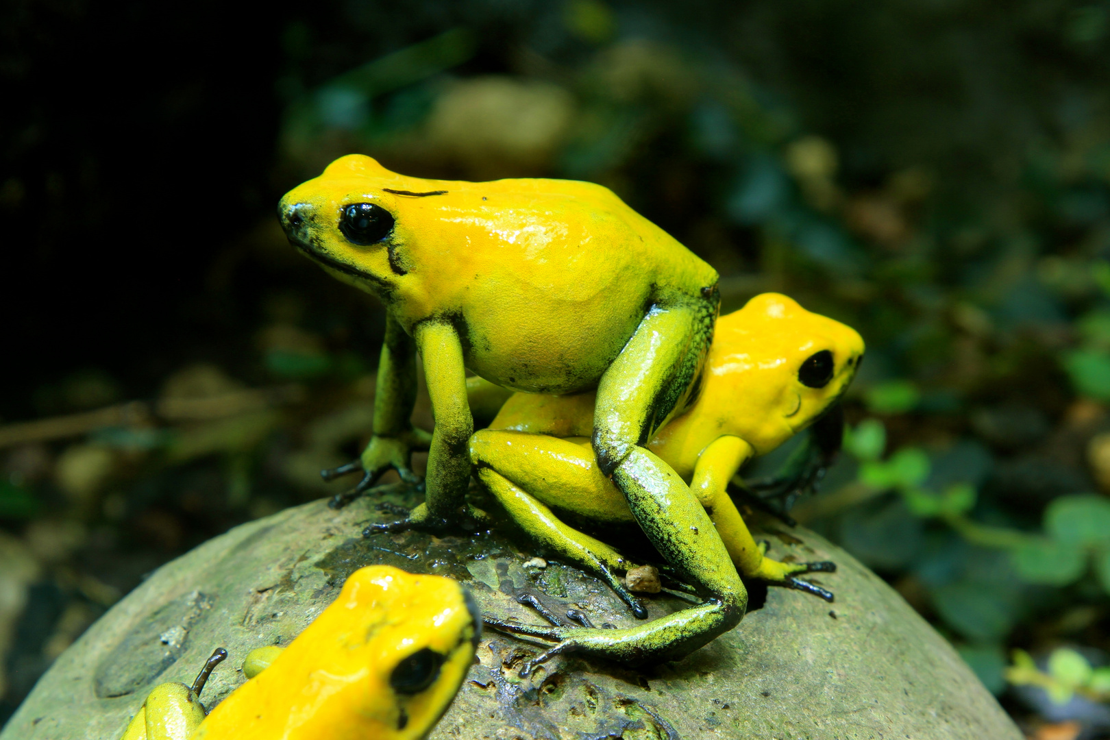 Gelber Frosch Foto & Bild tiere, zoo, wildpark & falknerei, amphibien