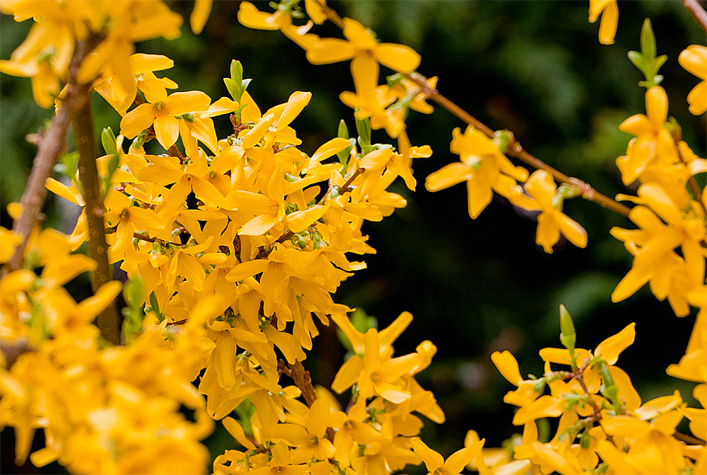 gelber Frühlingsstrauch Foto & Bild pflanzen, pilze & flechten