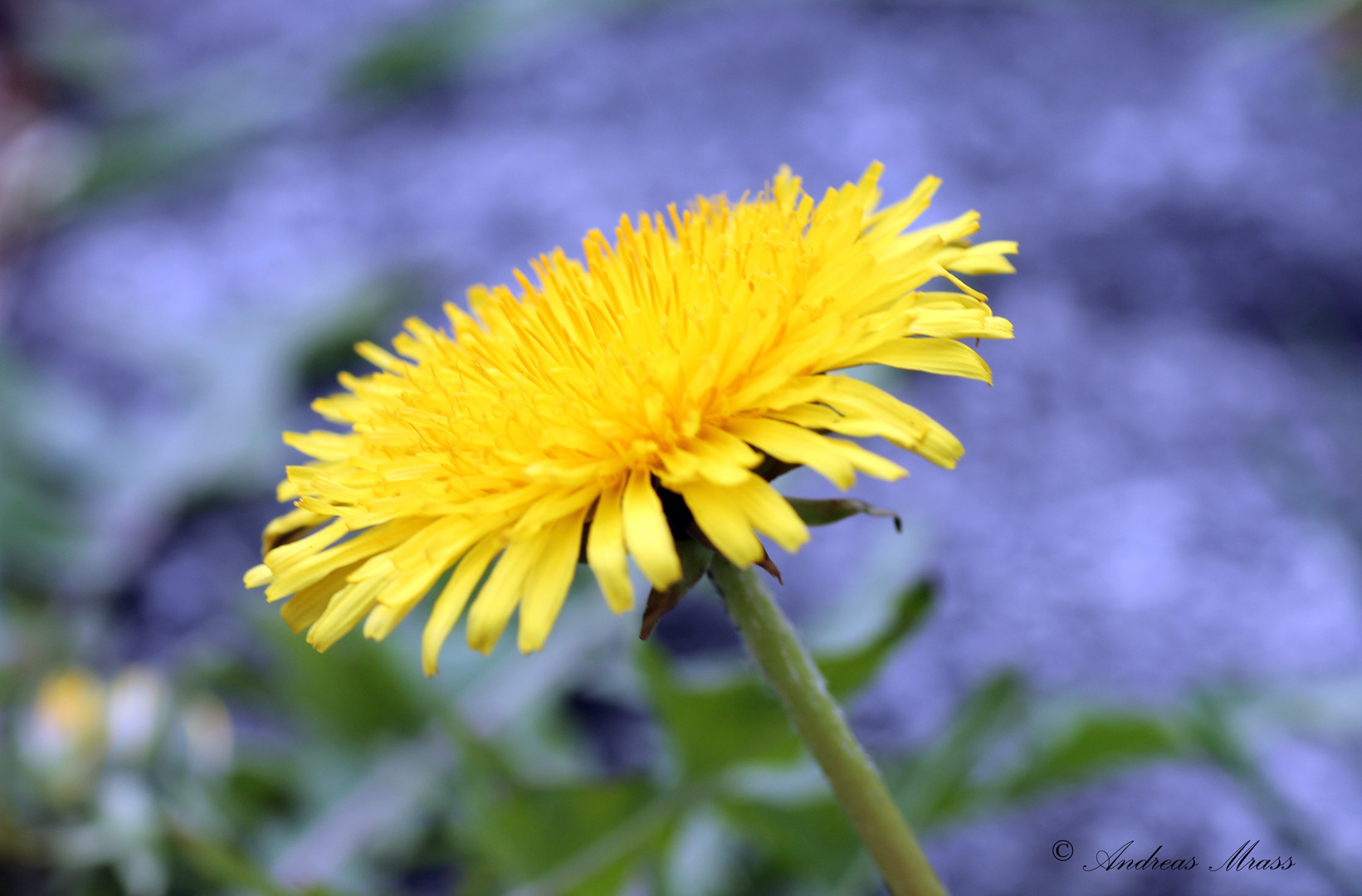 gelber Löwenzahn Foto & Bild pflanzen, pilze & flechten, blüten
