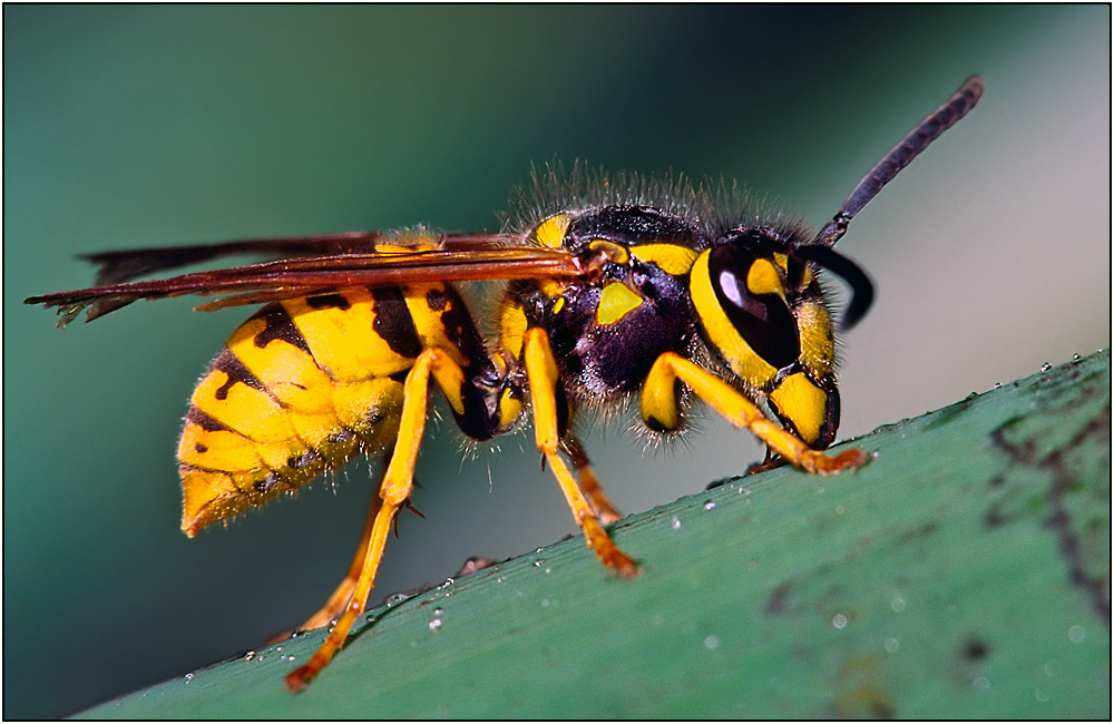 Gemeine Wespe (vespula vulgaris) Diascan!! Foto & Bild tiere, wildlife, insekten Bilder auf