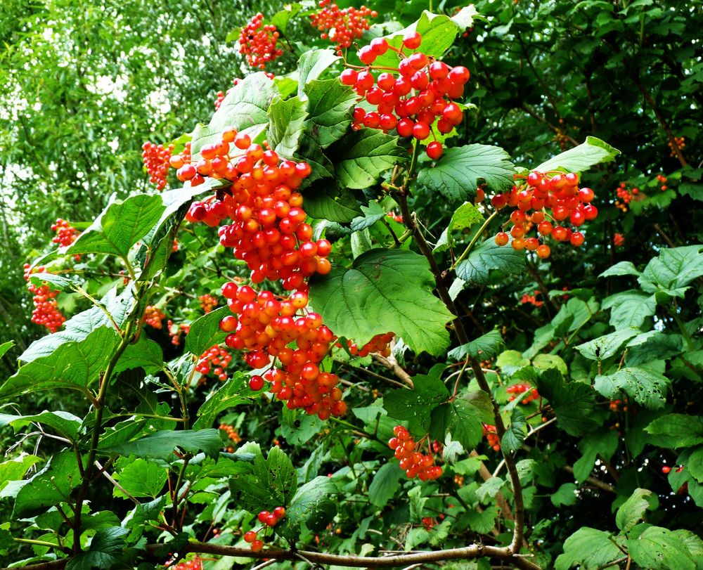 Gemeiner Schneeball (Viburnum opulos) reifende Beere Foto &amp; Bild ...