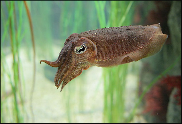 Gemeiner Tintenfisch Gemeiner Tintenfisch