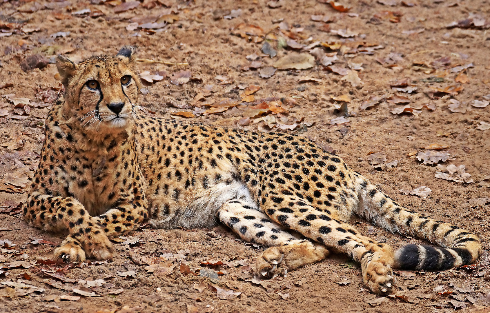 Gepard Foto & Bild | Natur, Raubtiere, Säugetiere Bilder auf fotocommunity