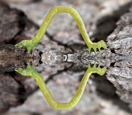 Gespiegelte Makroaufnahme einer winzigen Spannerraupe. - Une petite chenille reflétée...