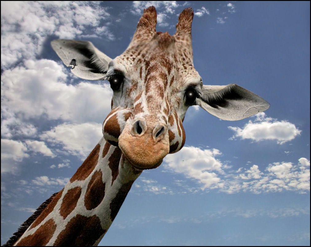 GIRAFFE Foto & Bild tiere, zoo, giraffe Bilder auf