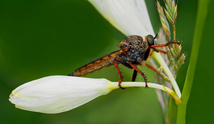 Gold-Raubfliege (Machimus chrysitis) * - Elle attend ardemment l'arrivée du printemps..!