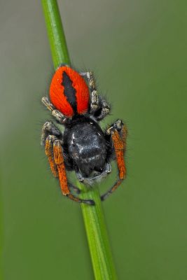 Goldaugenspringspinne, Männchen (Philaeus chrysops) - Saltique sanguinolent.