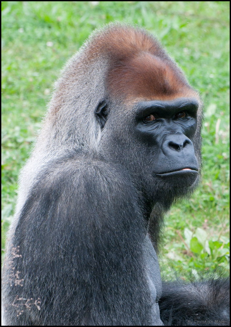 Gorille dos argenté photo et image animaux, animaux sauvages, nature Images