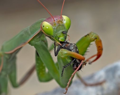 Gottesanbeterin (Mantis religiosa): Der grosse Hunger! Foto 3 - La mante religieuse a faim!