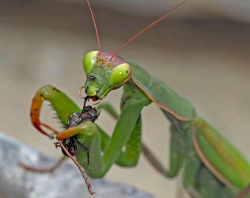 Gottesanbeterin (Mantis religiosa): Genüsslich Fressen! Foto 4 - Que c'est bon!