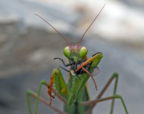 Gottesanbeterin (Mantis religiosa): Jetzt hat sie die Fliege erwischt! Foto 2 - Mante religieuse.