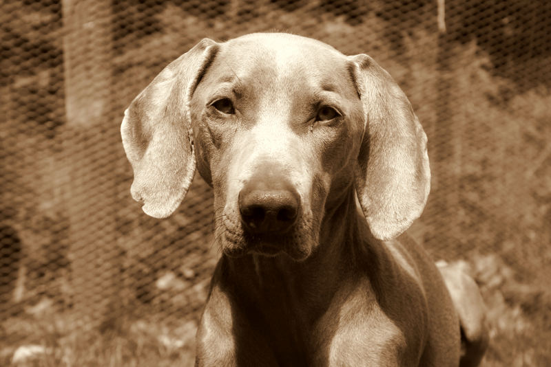 Grau in grau Foto & Bild tiere, haustiere, hunde Bilder auf