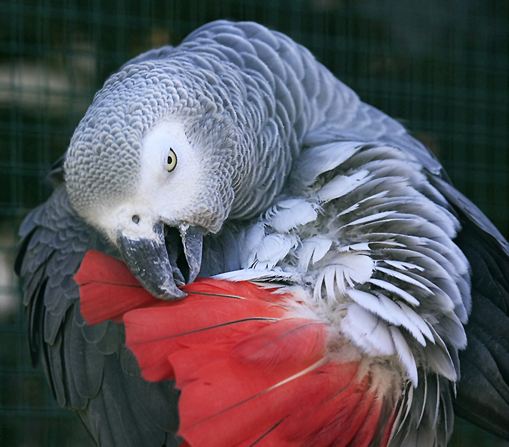 Graupapagei Foto & Bild tiere, haustiere, vögel Bilder auf