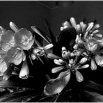 Grigio..clivia!.