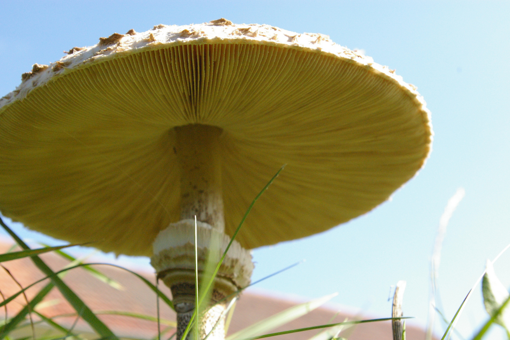 Größter Pilz der Welt Foto &