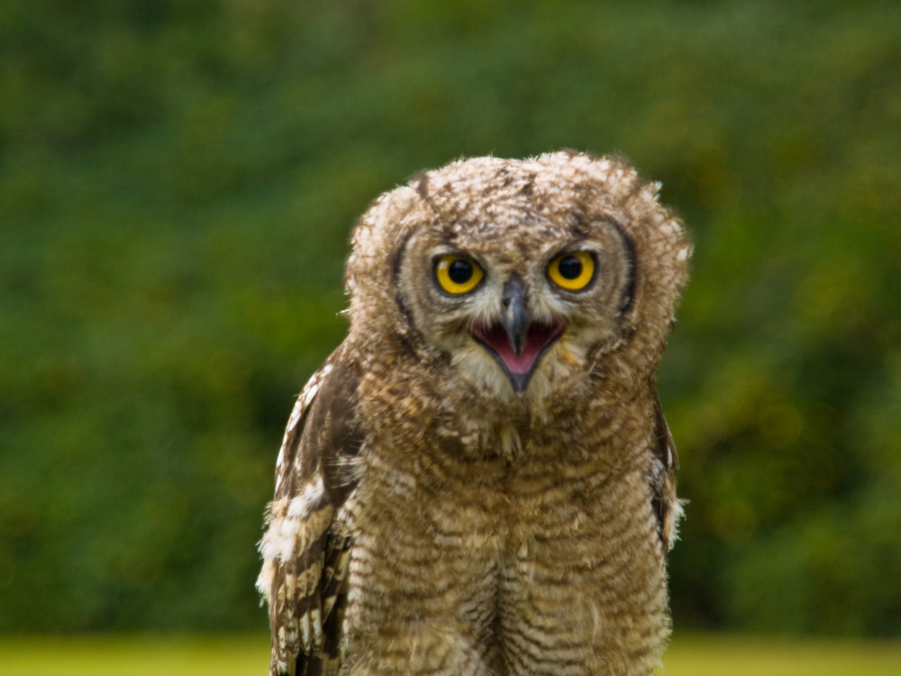 große Augen Foto & Bild tiere, wildlife, wild lebende vögel Bilder auf