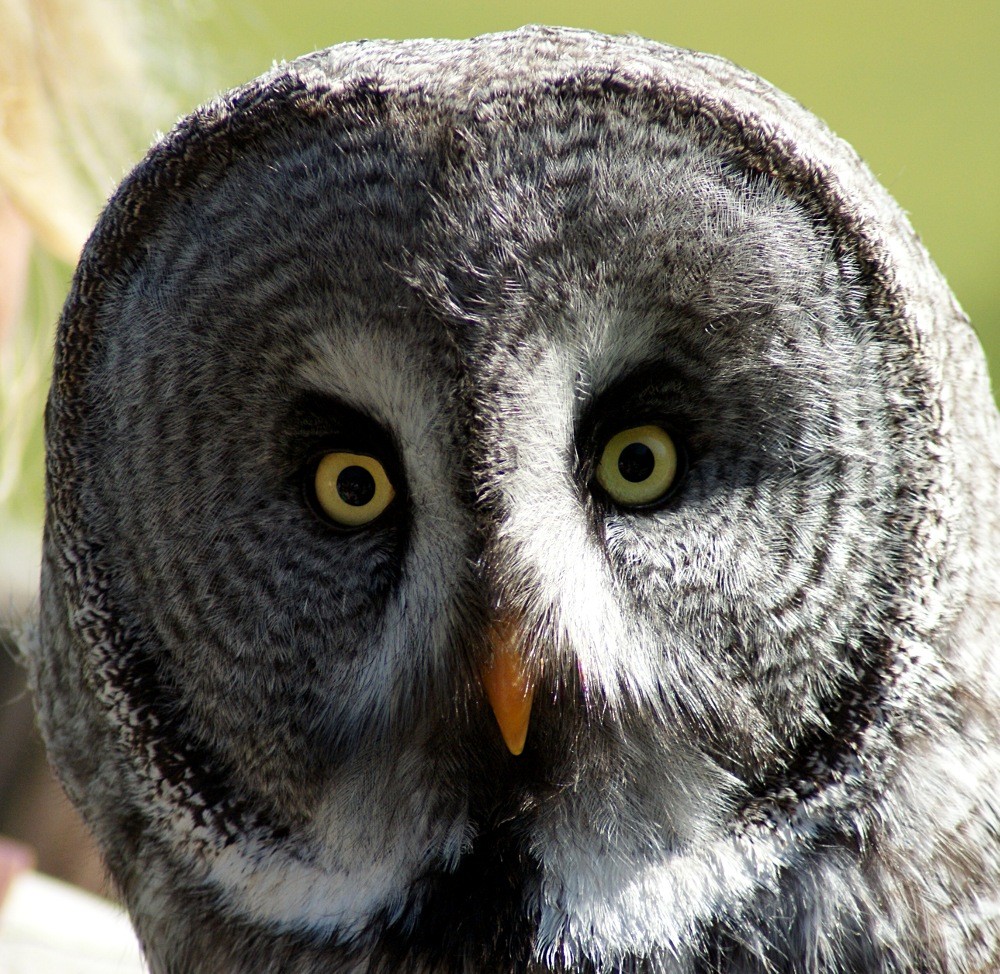 Große Augen Große Augen