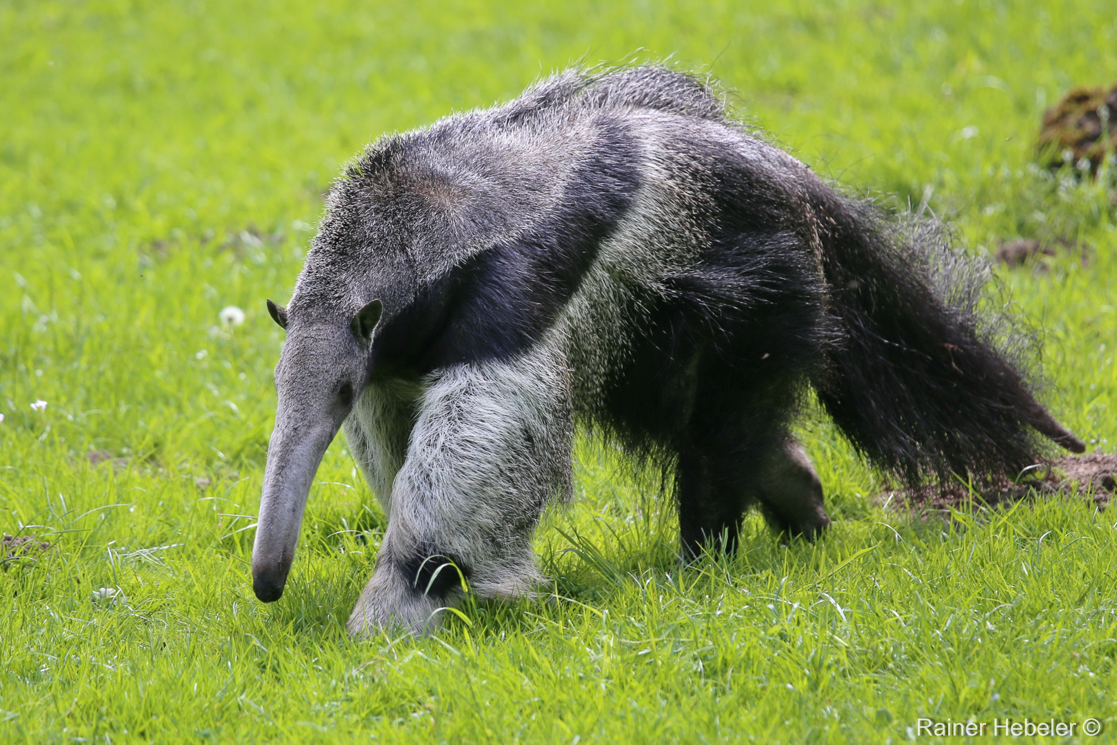 Der Ameisenbär Der Ameisenbär