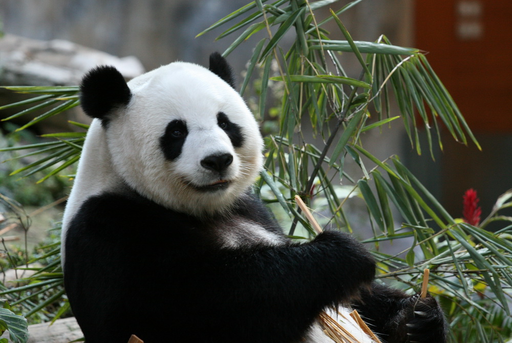 Panda Kostenlos Panda Kostenlos