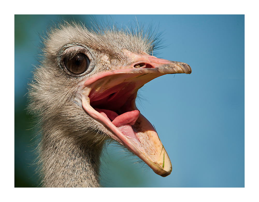 Großer Schnabel Foto & Bild tiere, zoo, wildpark & falknerei, vögel