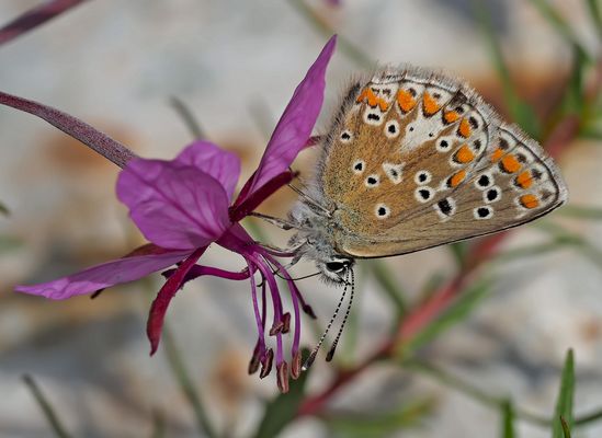 Grosser Sonnenröschen-Bläuling (Aricia artaxerxes) - L'Argus de l'hélianthème.