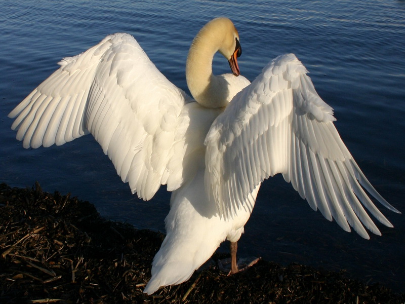 Weißer Vogel Weißer Vogel