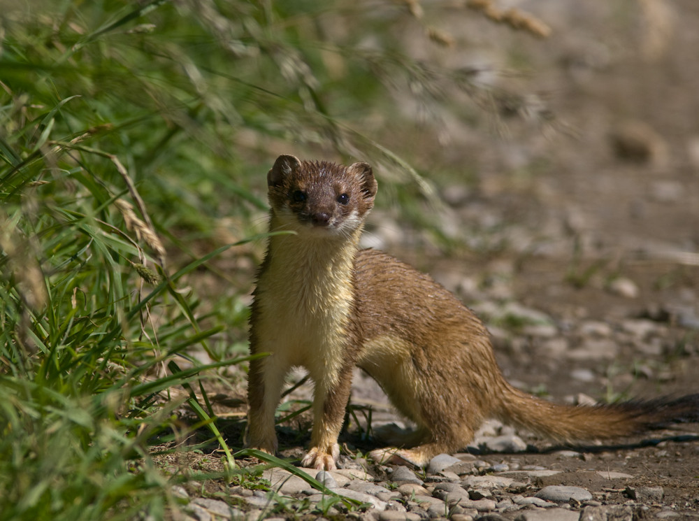 Grosses Wiesel Foto & Bild | tiere, wildlife, säugetiere Bilder auf ...