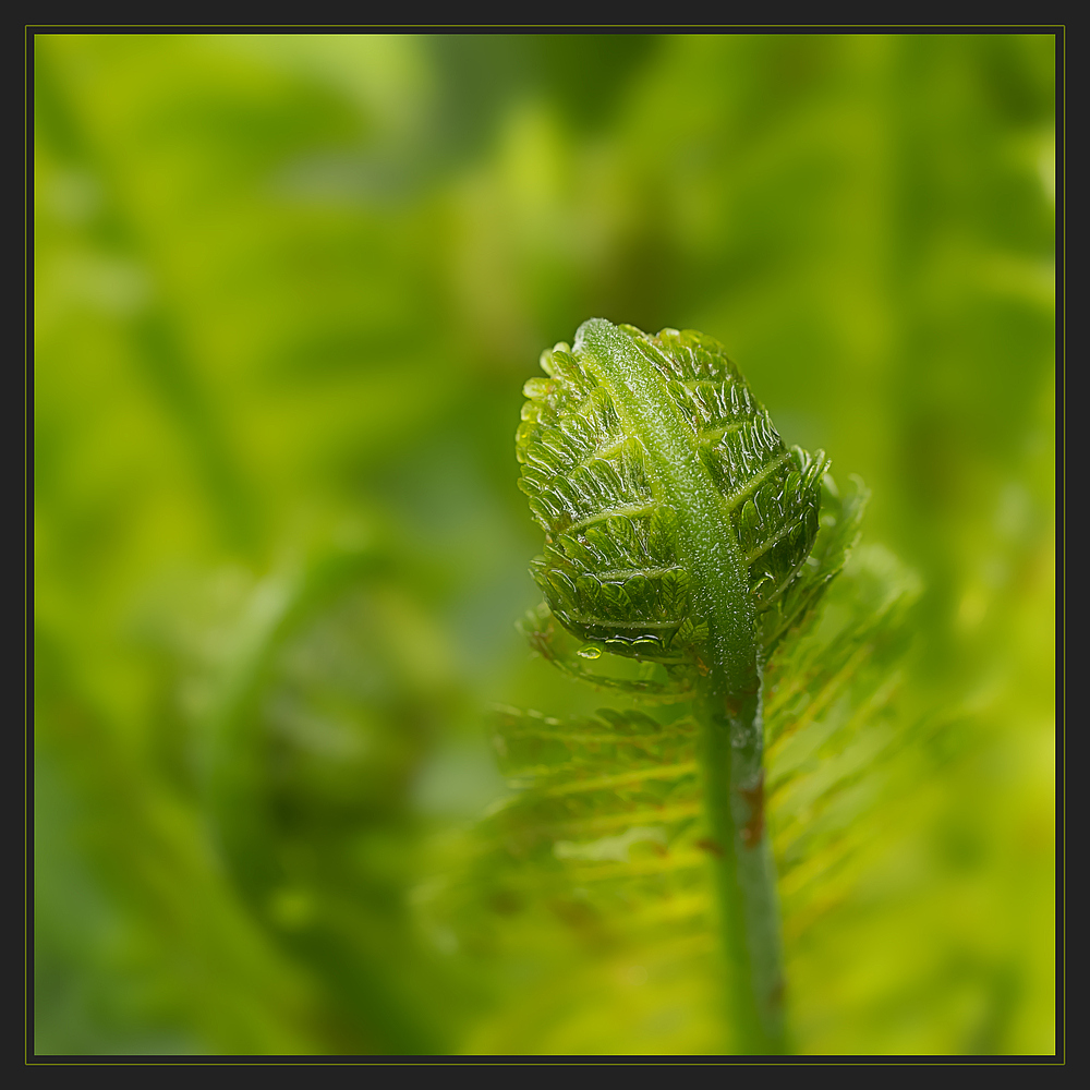 Was Ist Die Farbe Der Hoffnung Was Ist Die Farbe Der Hoffnung