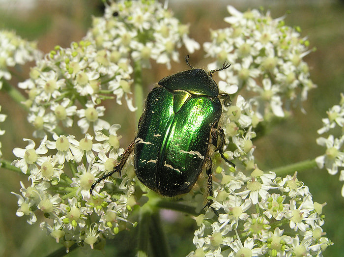 Grünmetallic Foto &amp; Bild tiere, wildlife, insekten