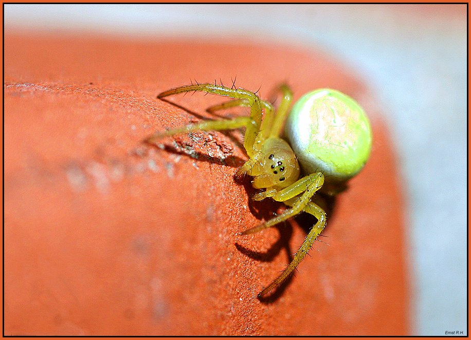 Grüne Minispinne Foto & Bild tiere, wildlife, spinnen Bilder auf