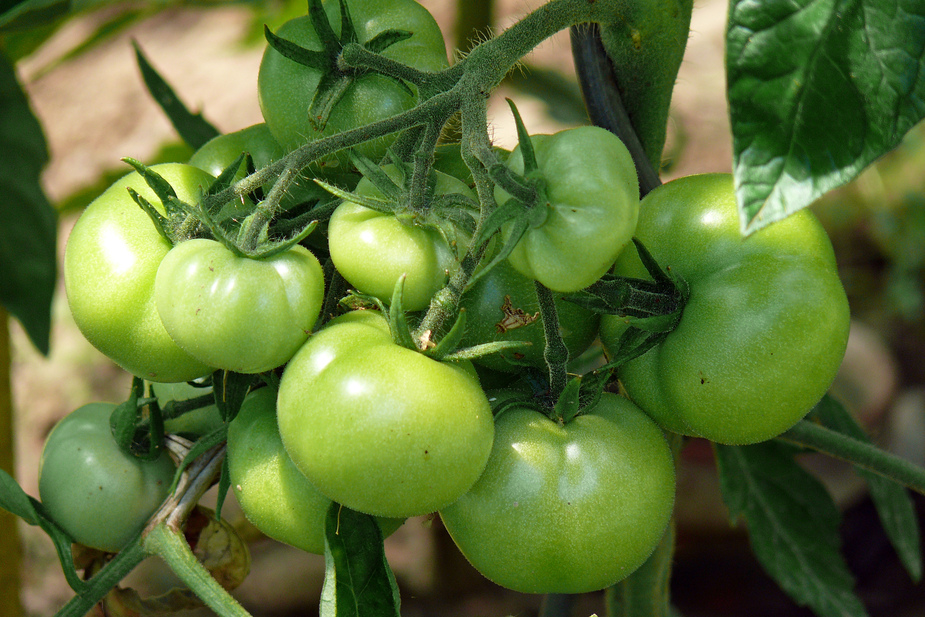 Grüne Tomaten Foto &amp; Bild | pflanzen, pilze &amp; flechten, früchte und ...