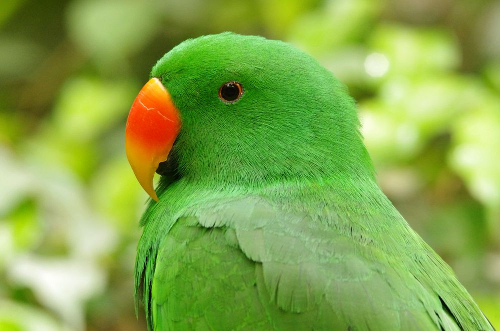 grüner Papagei Foto &amp; Bild | tiere, tierdetails, natur Bilder auf ...