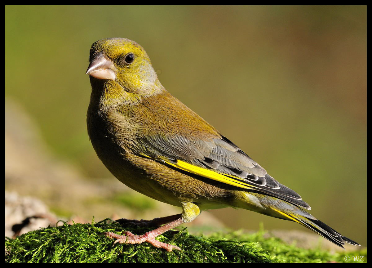 Grünfink ( Carduelis chloris ) Foto & Bild tiere, wildlife, wild