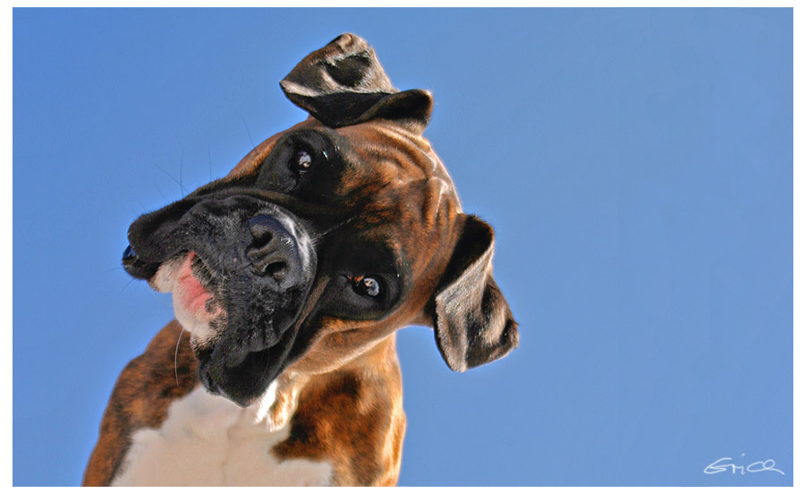 guten morgen Foto & Bild | tiere, haustiere, hunde Bilder auf fotocommunity