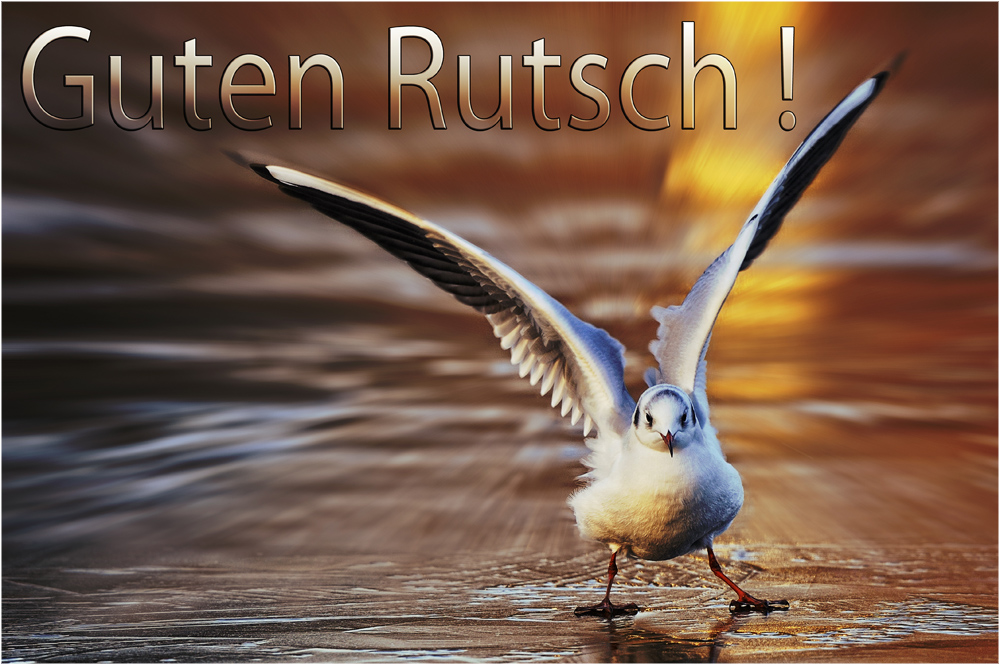 Guten Rutsch! Foto & Bild karten und kalender, neujahrswünsche, möwen