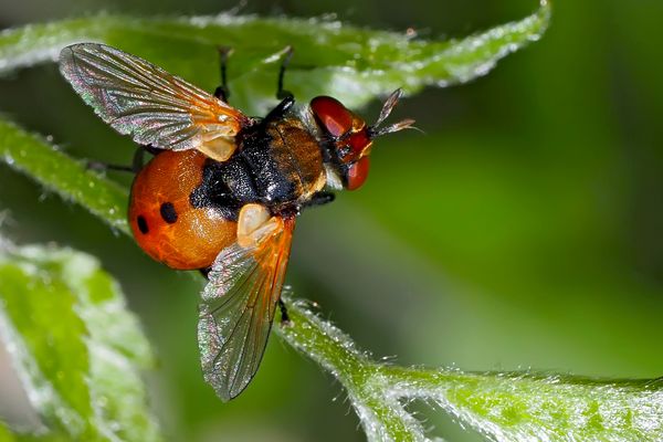 Gymnosoma rotundatum gehört zu den Raupenfliegen... - Une belle mouche, bien dessinée!