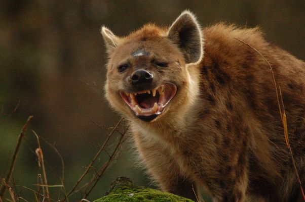 Hyaenen Fotos & Bilder auf