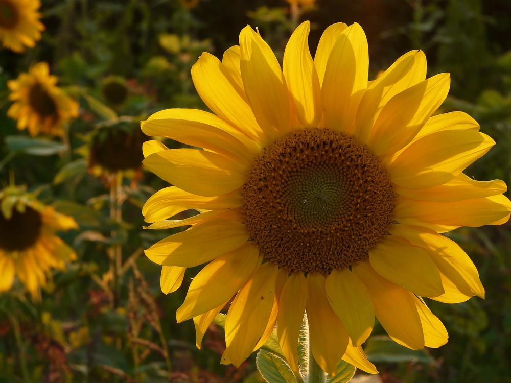 hab sonne im herzen hab sonne im herzen
