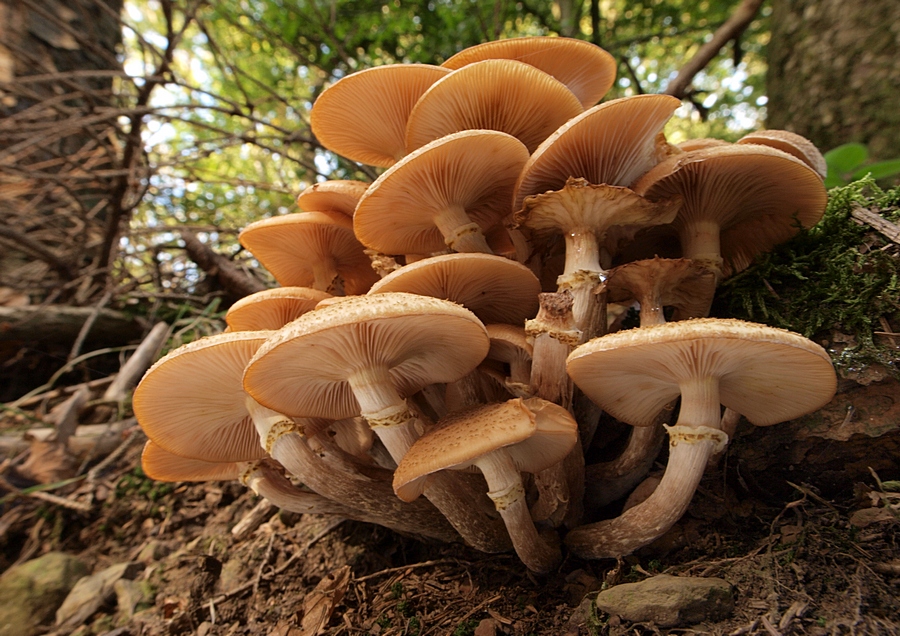 Hallimasch Foto & Bild pilze ,